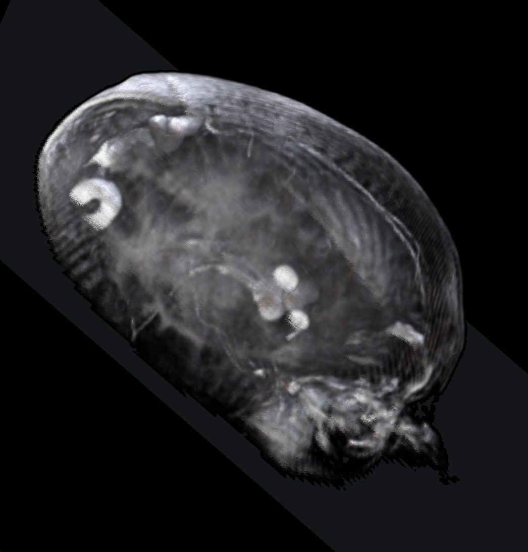 De-identified volumetric research imaging from an upper perspective